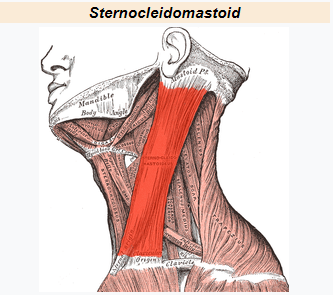 sternocleidomastoid.PNG